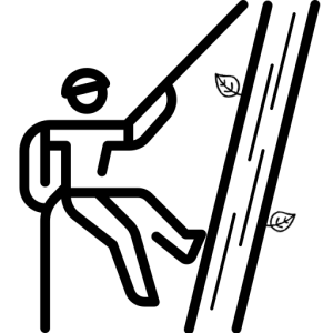 Trädverkstan - Trädbeskärning